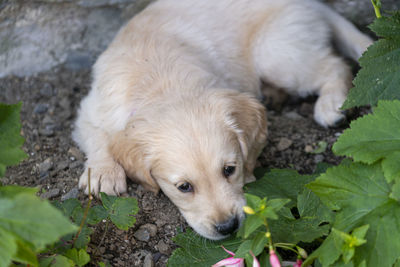 Golden retriever puppy dog at play in snowdonia national park in north, wales uk