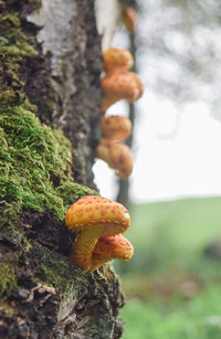 Close-up of mushrooms growing on tree trunk