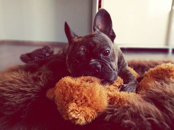 Close-up of dog resting on sofa