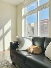 Cat relaxing on sofa at home