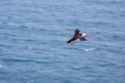 Seagull flying over sea