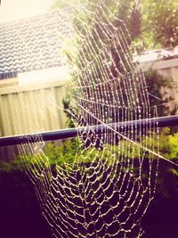 Close-up of spider web