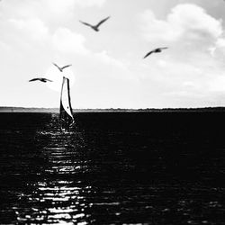 Seagulls flying over sea