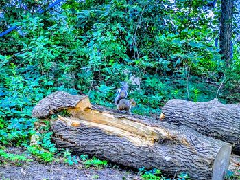 View of lizard on wood in forest