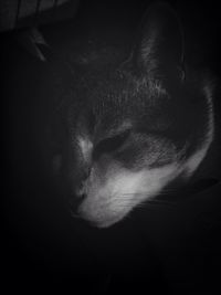 Close-up of a sleeping dog