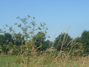 plant