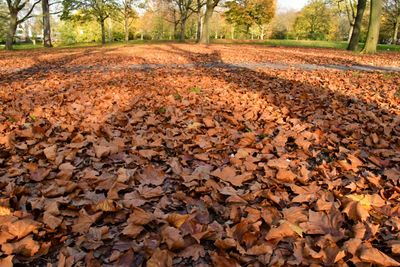 Autumn leaves on a field