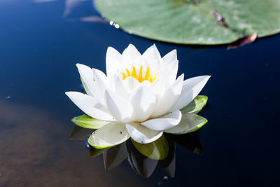 Close-up of lotus water lily in lake