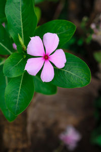 Close-up of pink flowering plant