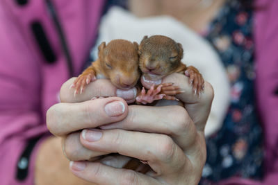 Midsection of woman holding baby squirrels