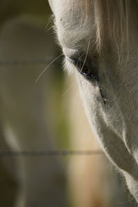 Close-up of horse 