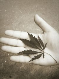 Cropped image of hand holding leaves on street