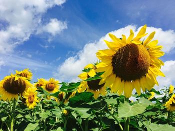 Close-up of sunflower blooming in field against sky