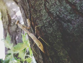 Close-up of lizard on tree trunk