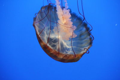 Close-up of blue background