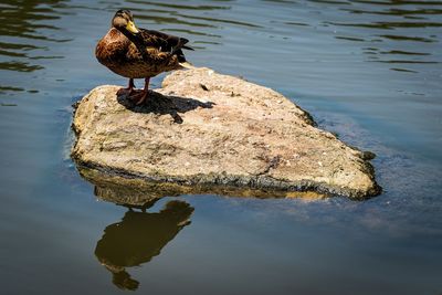 Bird perching on rock by lake