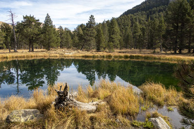 Scenic view of lake against trees in forest