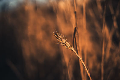 Close-up of stalks in wheat field