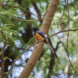 Low angle view of bird perching on branch