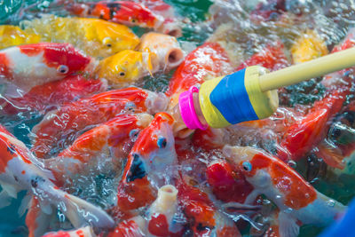 High angle view of bottle feeding koi carps in pond