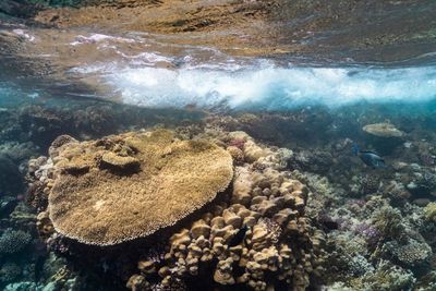 High angle view of crab swimming in sea