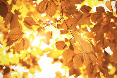 Close-up of autumn leaves at night