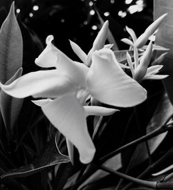 Close-up of flowers blooming outdoors