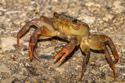 Close-up of a baby freshwater crab in northern israel nature reserve