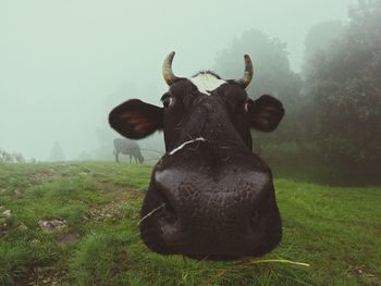 animal