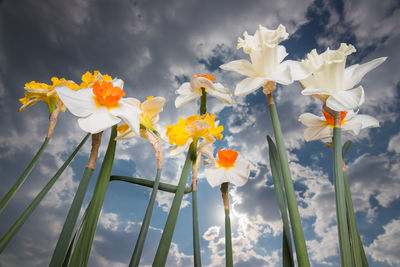 Beautiful springtime narcissus isolated on a white background. narcissus on white.