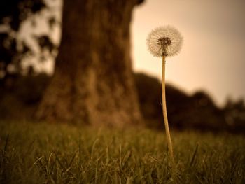 Close-up of dandelion flowers in field