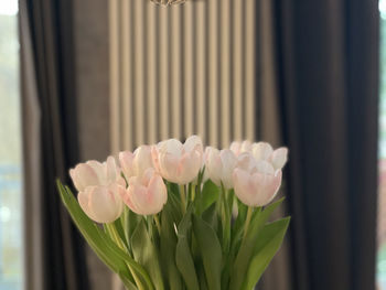 Close-up of pink flowering plants