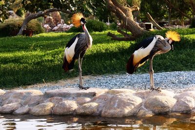 Grey crowned cranes standing on rock during sunny day