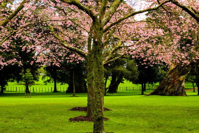 Trees in park