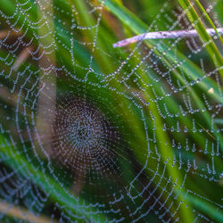 Close-up of spider on web