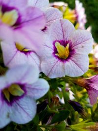 Close-up of purple flowering plant