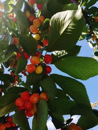 Low angle view of fruits growing on tree