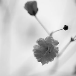 Close-up of flowers blooming outdoors