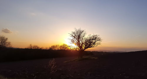 Silhouette tree on sand against sky at sunset