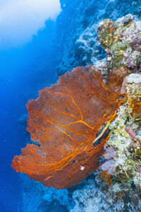 Gorgonian or soft coral at the great barrie reef