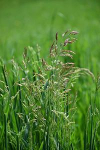 Close-up of crops growing on field