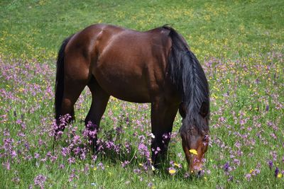 Horse standing on field