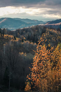 Autumn forest in mountains landscape photo