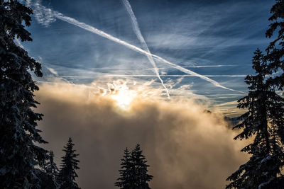 Low angle view of silhouette trees against sky