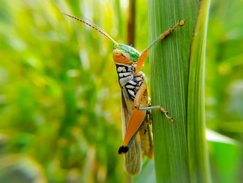 Close-up of butterfly on leaf