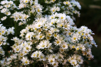 Close-up of white flowering plants