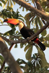 Low angle view of bird perching on branch