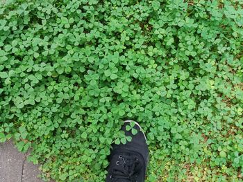 Low section of man standing by plants on footpath