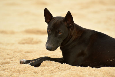 Black dog looking away