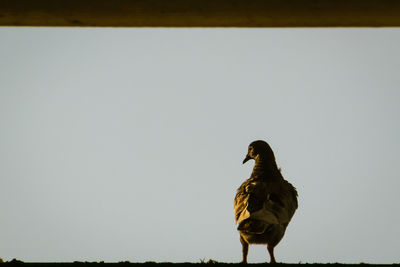 Pigeon on a lake